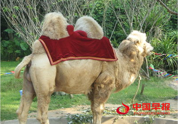 1733106393194445.png 骆驼44.png