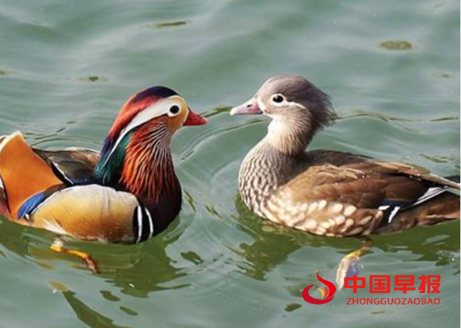 1733191797922012.png 鸳鸯1.png