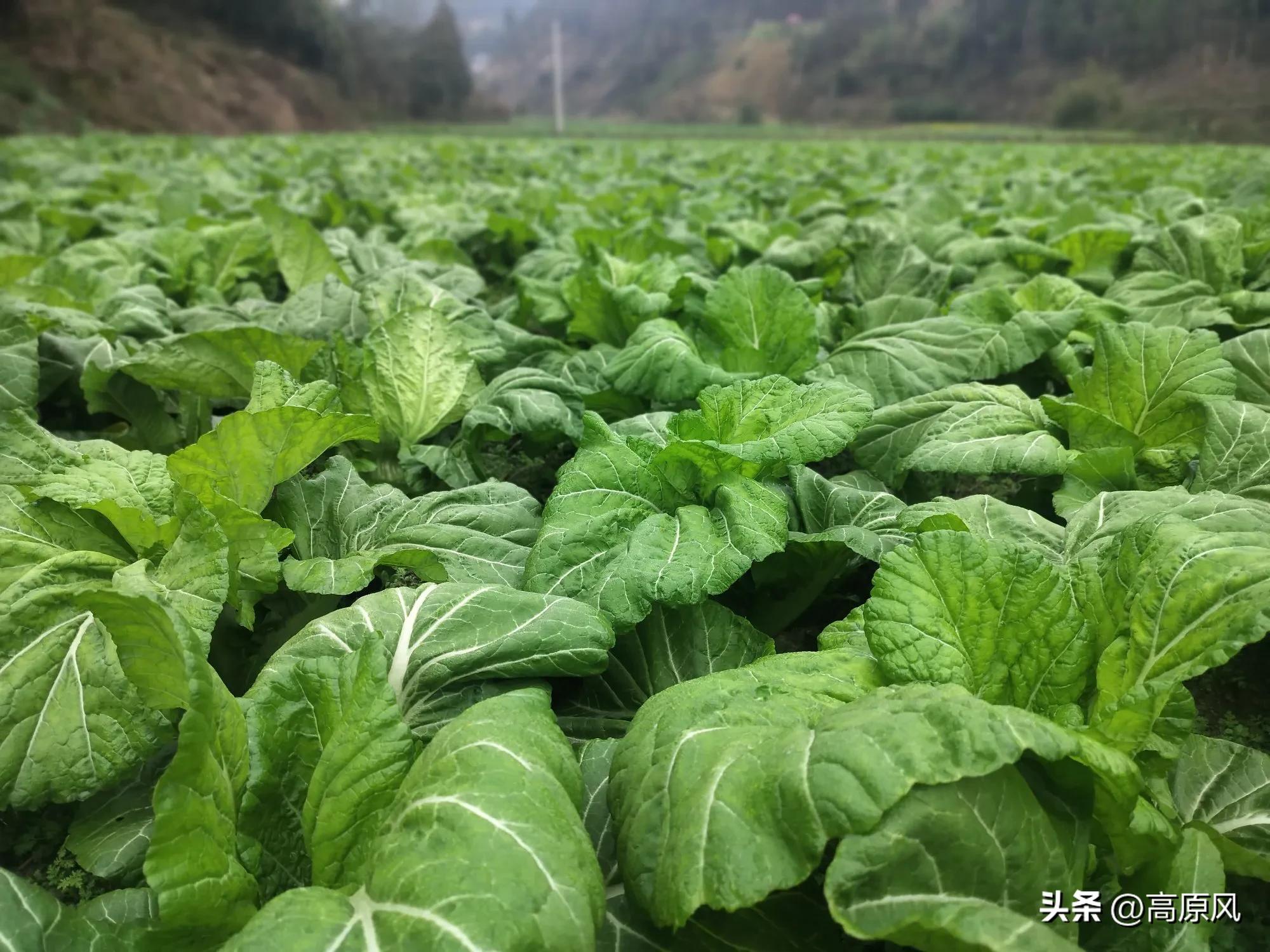 1740970513109696.jpeg 图片02.jpeg