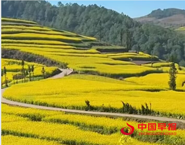 1742364813761454.png 油菜花1.png