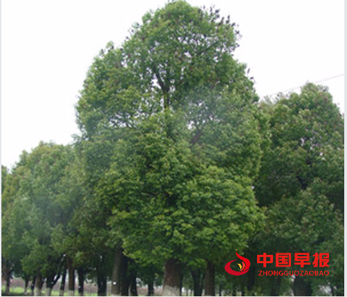 1742781227671486.png 1樟树.png