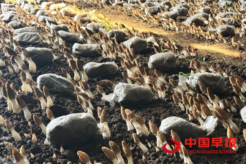 1744174824328881.jpg 2_副本.jpg