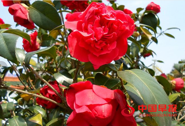 1745393339665658.png 山茶花.png