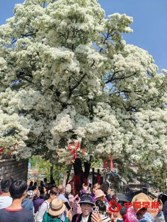 1746446337200646.jpg 2_副本.jpg