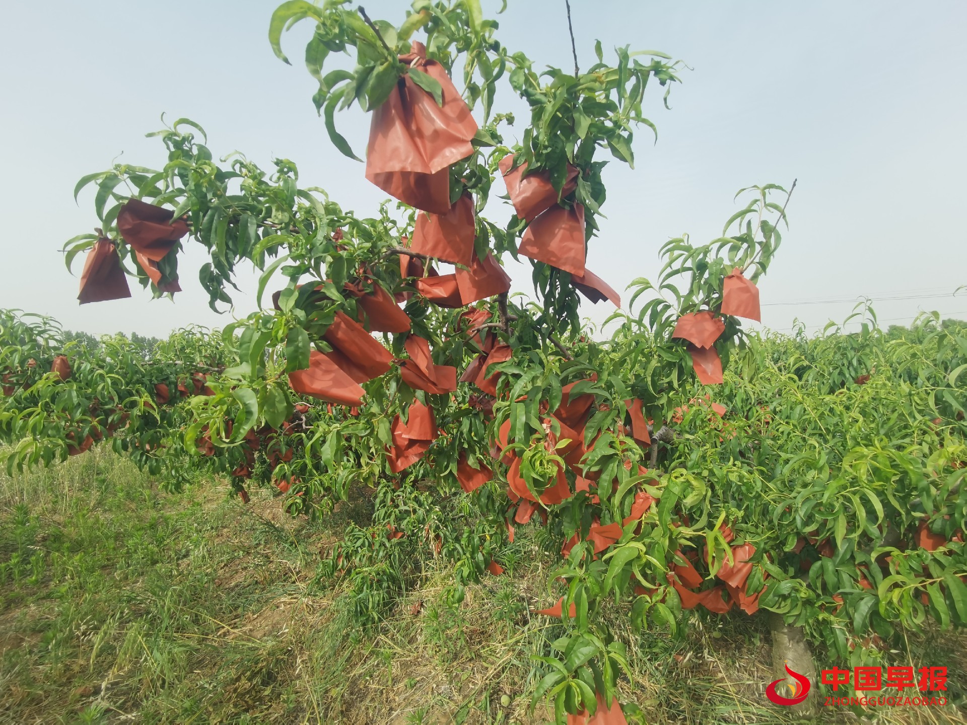 1746571202168185.jpg 1746571202168185.jpg