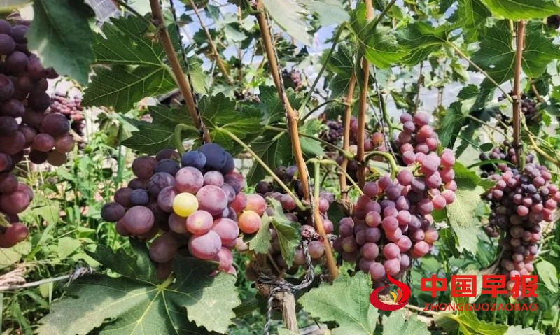 1749052562201459.jpg 640_副本.jpg