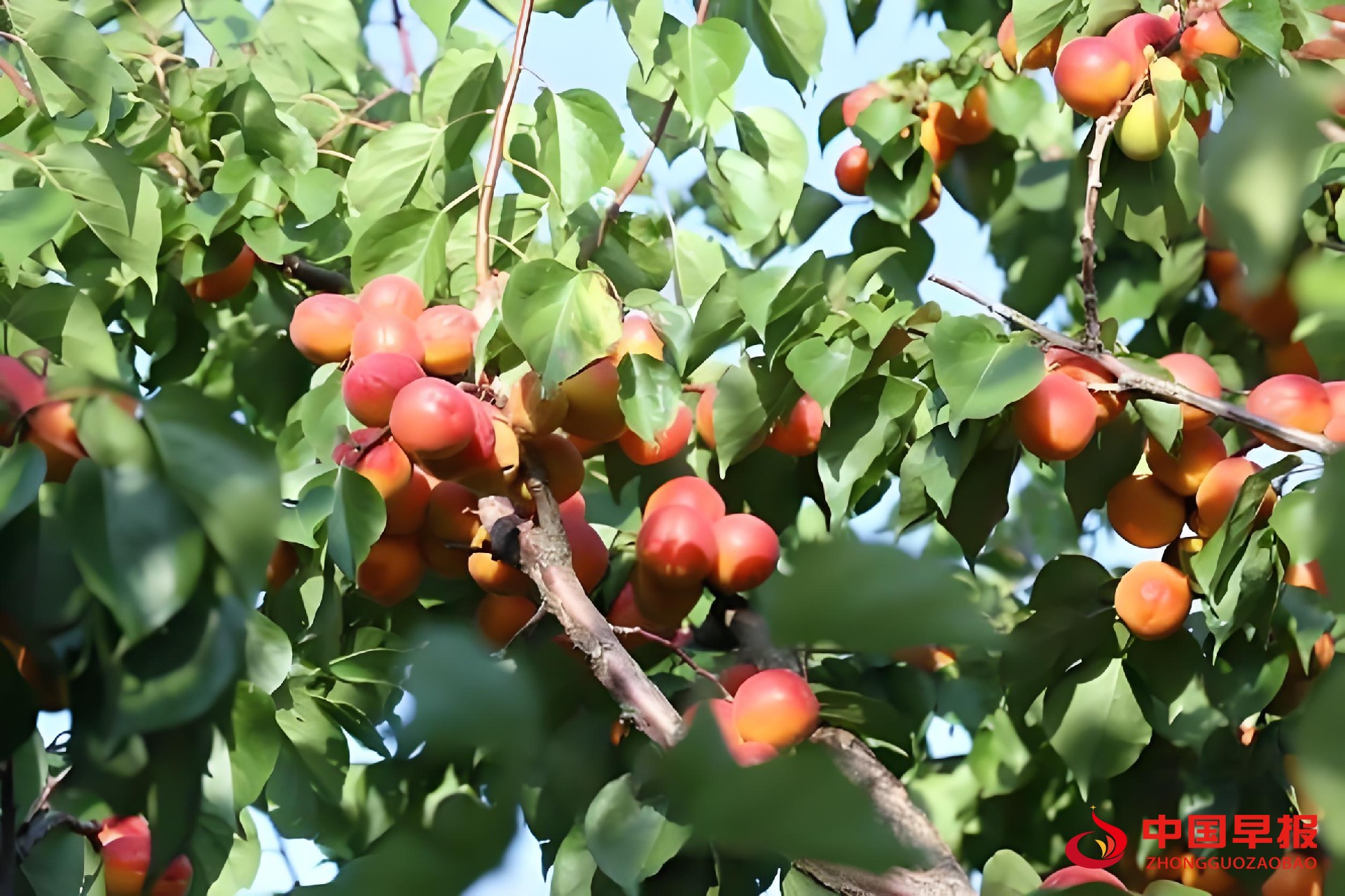 1752806922536277.jpg 图片02.jpg