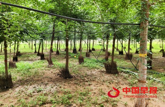 1753688955297716.jpg 4_副本.jpg