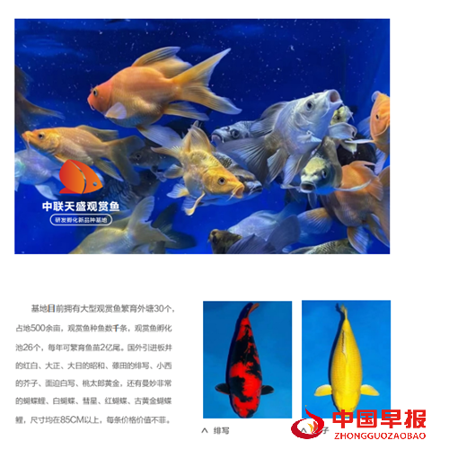 世界观赏鱼看中国 中国观赏鱼看河南——中联天盛河南文旅奋力打造河南“水下粮仓”(图3) 世界观赏鱼看中国 中国观赏鱼看河南——中联天盛河南文旅奋力打造河南“水下粮仓”(图3)