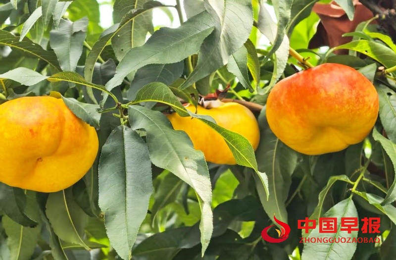 1755586245179085.jpg 2_副本.jpg