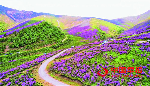 青海海东:“文旅 +” 多元融合激活发展新动能 绘就富民兴市新图景(图1) 青海海东:“文旅 +” 多元融合激活发展新动能 绘就富民兴市新图景(图1)