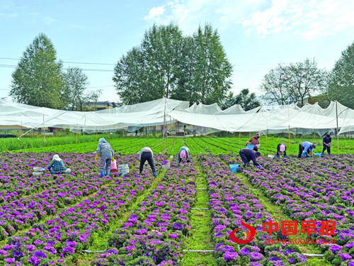 特色产业蓬勃发展 品牌建设成效显著:青海海东特色农业结硕果(图3) 特色产业蓬勃发展 品牌建设成效显著:青海海东特色农业结硕果(图3)