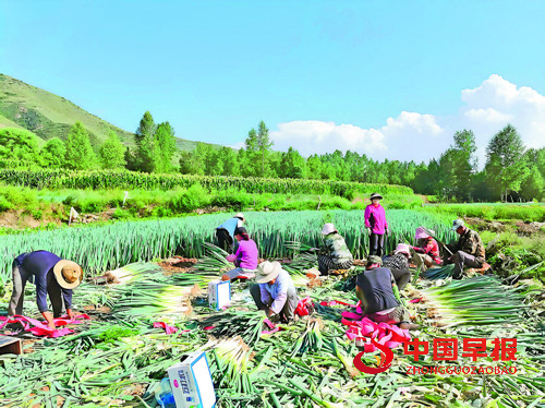 特色产业蓬勃发展 品牌建设成效显著:青海海东特色农业结硕果(图5) 特色产业蓬勃发展 品牌建设成效显著:青海海东特色农业结硕果(图5)