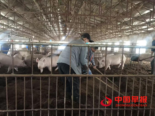 解码吉林省厚德经贸有限公司种猪场的“无抗密码”(图3) 解码吉林省厚德经贸有限公司种猪场的“无抗密码”(图3)